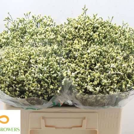 Fehér Limonium (Sin Sensi Pina Colada) 50cm