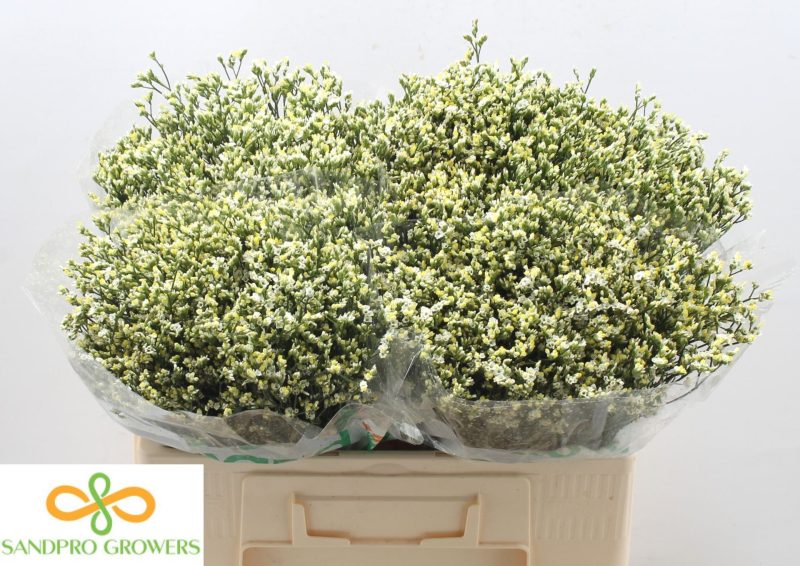 Fehér Limonium (Sin Sensi Pina Colada) 50cm