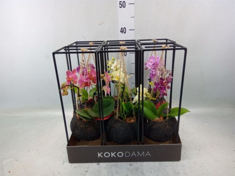 Orchidea (Black Kokodama)12cm