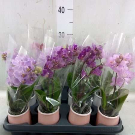 Phalaenopsis- Orchidea (Mini Kerámia Mix-2ágú) 10,5/25cm