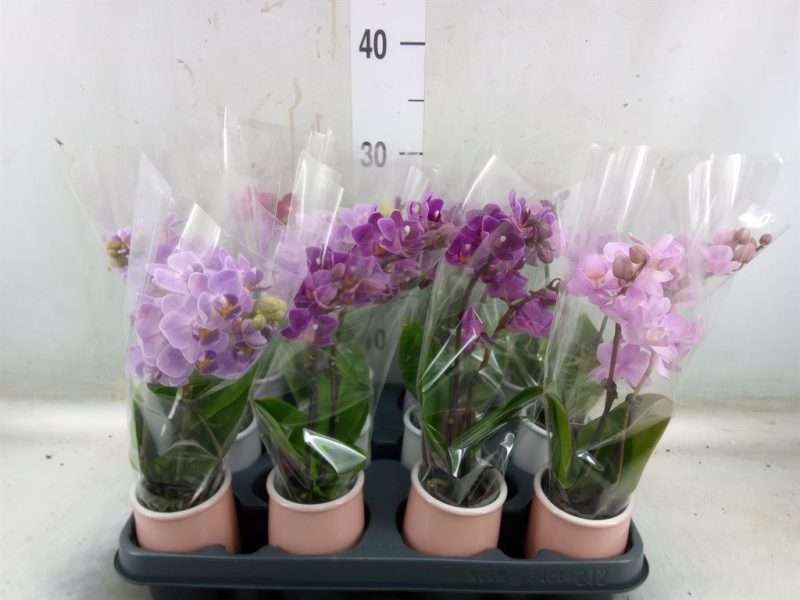 Phalaenopsis- Orchidea (Mini Kerámia Mix-2ágú) 10,5/25cm