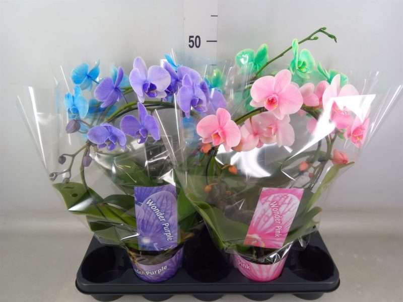 Phalaenopsis- Orchidea (Wonder Spiegelboog Mix/ 1 ágú) 12/50cm