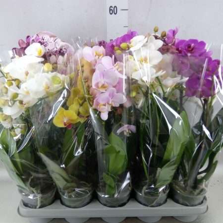 Phalaenopsis- Orchidea (Multi Mix 2 Ágú) 12/40 cm