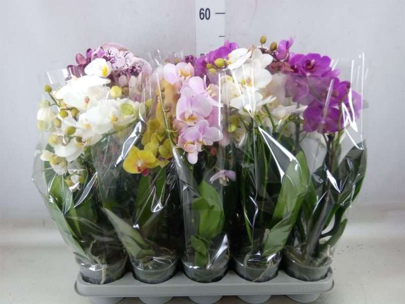 Phalaenopsis- Orchidea (Multi Mix 2 Ágú) 12/40 cm