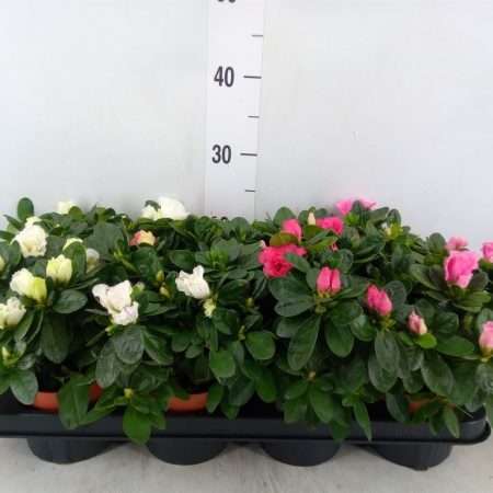 Rhododendron (Mix) 10,5/17cm