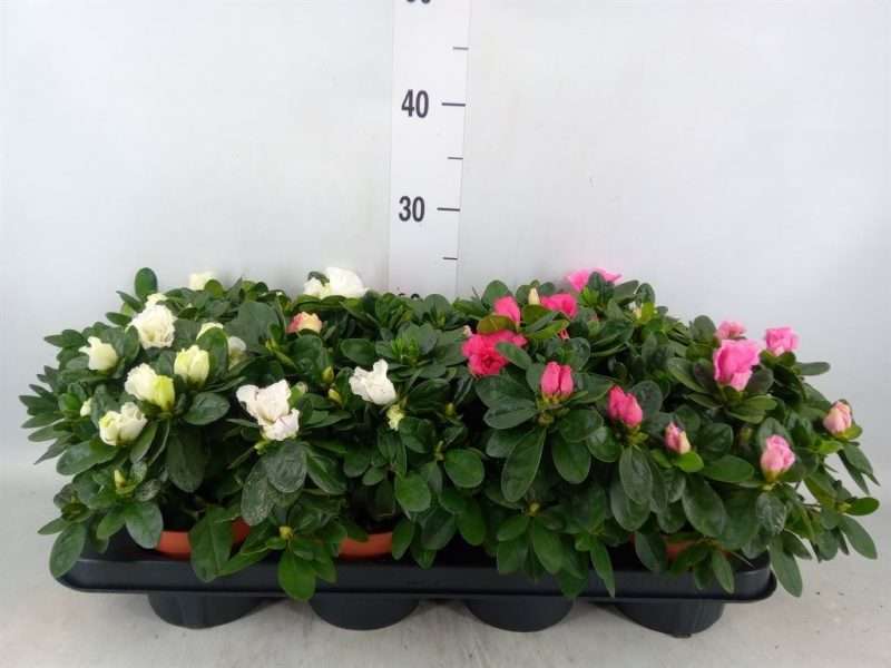 Rhododendron (Mix) 10,5/17cm