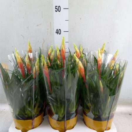 Vriesea (Shannon Multiflower) 12/40cm