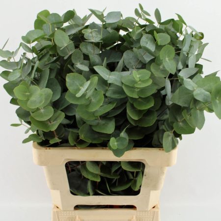 Eucalyptus Cinerea 65cm/200g