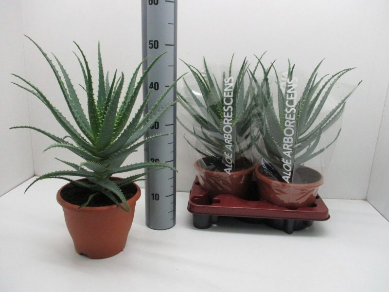 Aloe Vera (Arborescens) 20/47cm