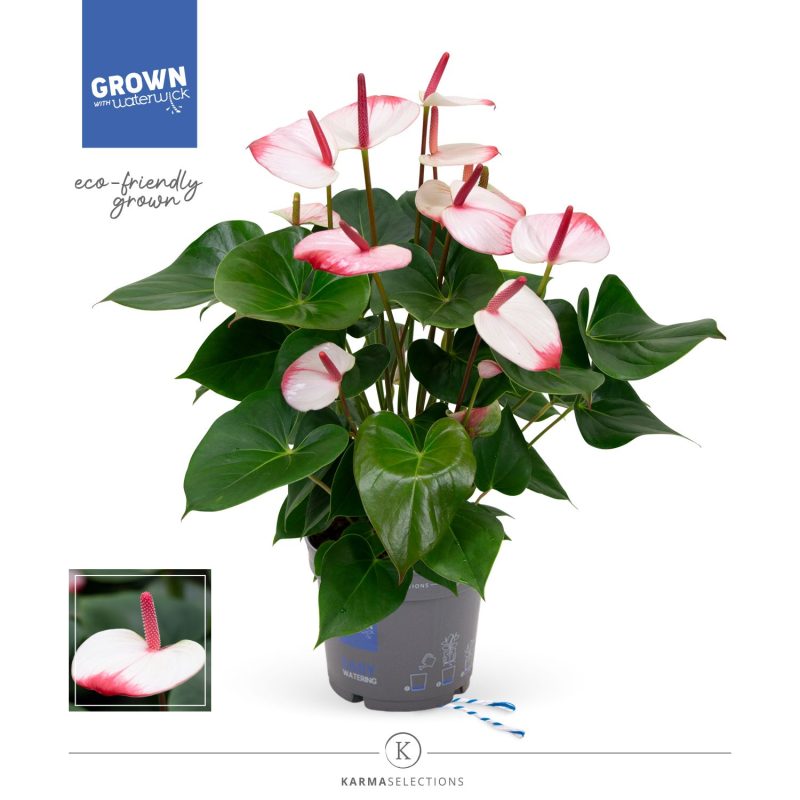 Anthurium- Flamingó (Karma Hot Lips) 17/55cm NN