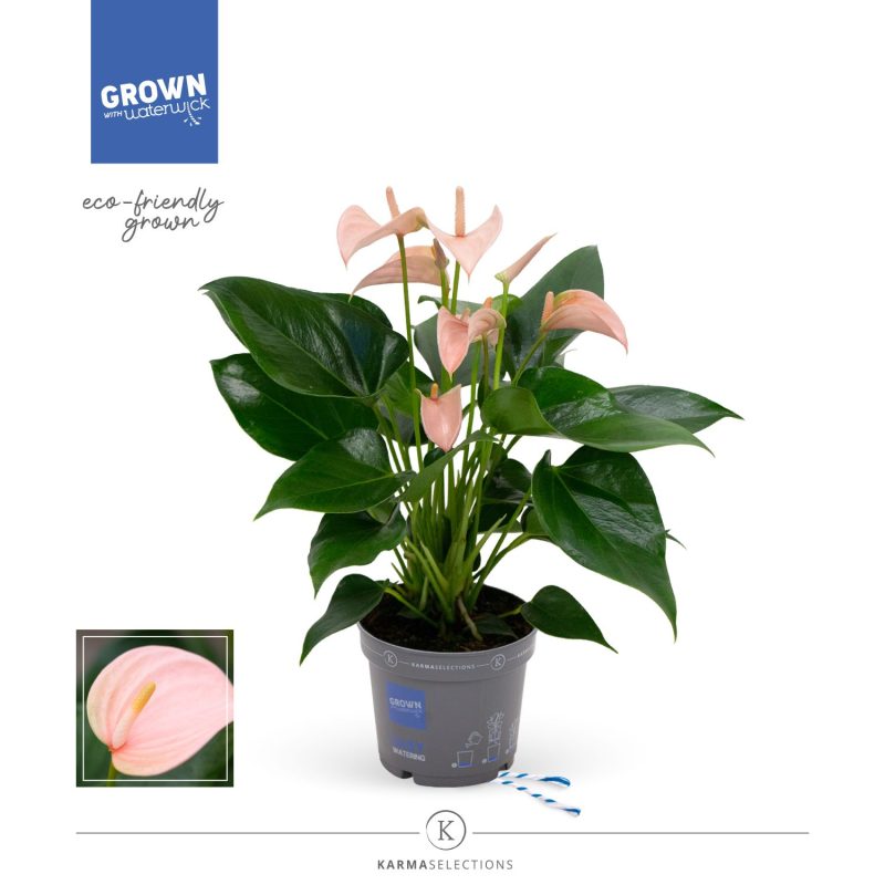 Anthurium- Flamingó (Joli Peach) 12/43cm