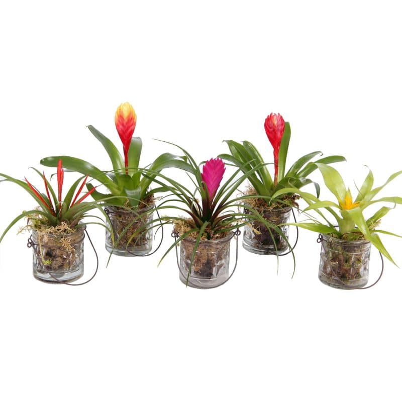 Arragements (Bromelia Mix in Glass) 8cm