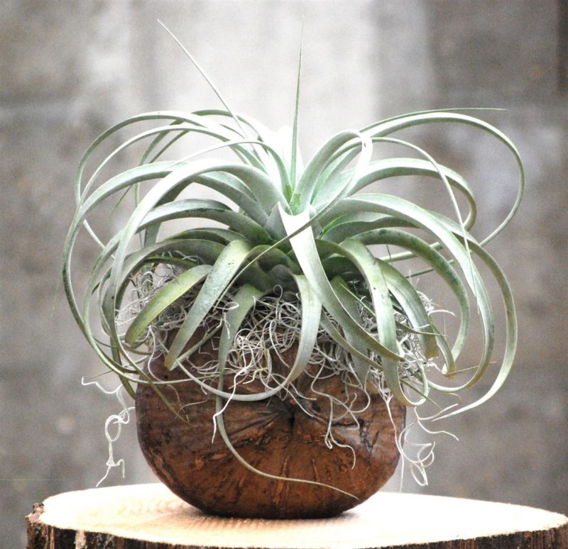 Arragements (Tillandsia-Coco Retro)