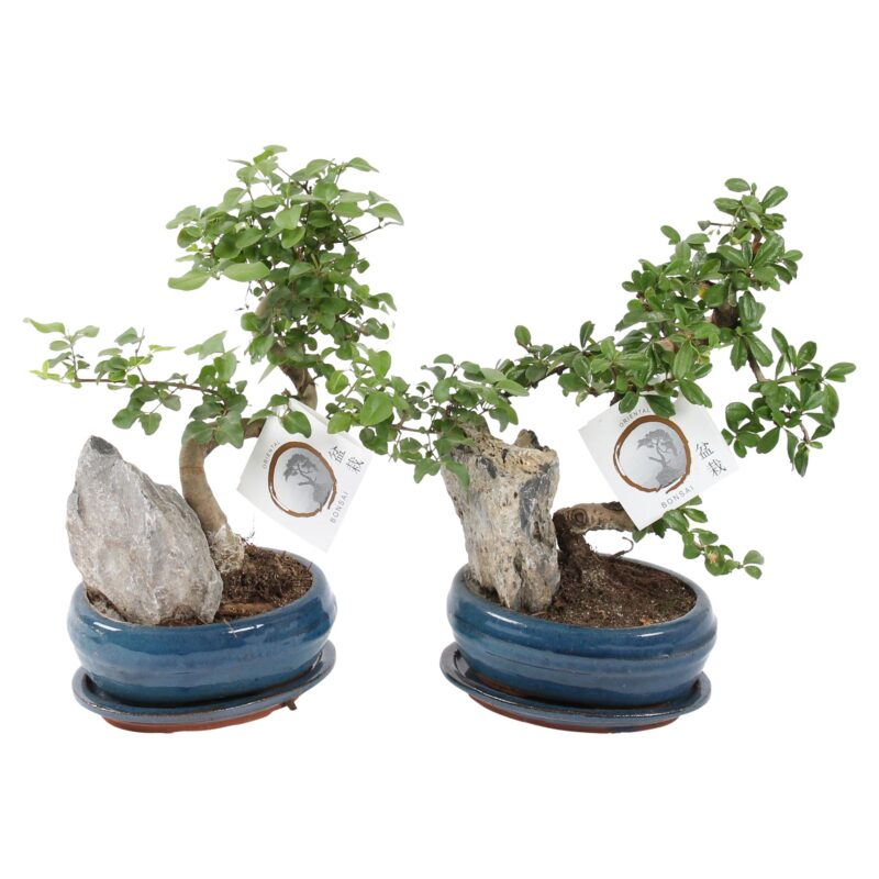 Bonsai Fa (Mix) 16/35cm