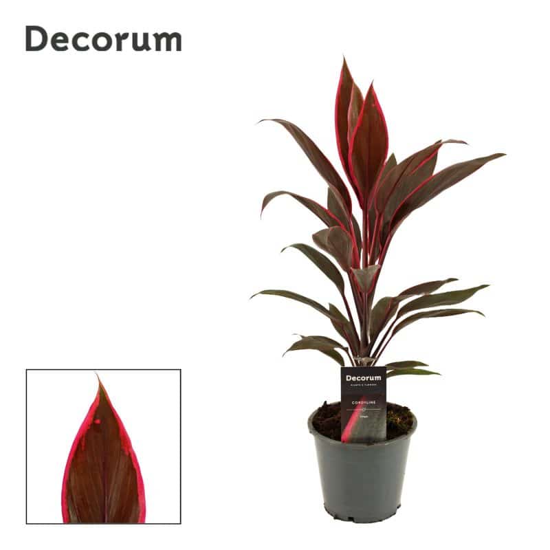 Cordyline Fruticosa Rubra- Színeslevelű bunkóliliom (Tango) 12/40cm