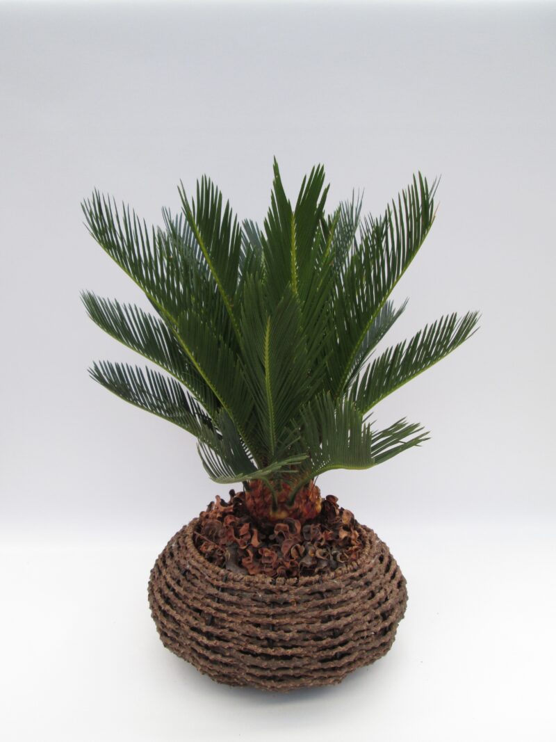 Cycas Revoluta- Cikász pálma 32/50cm