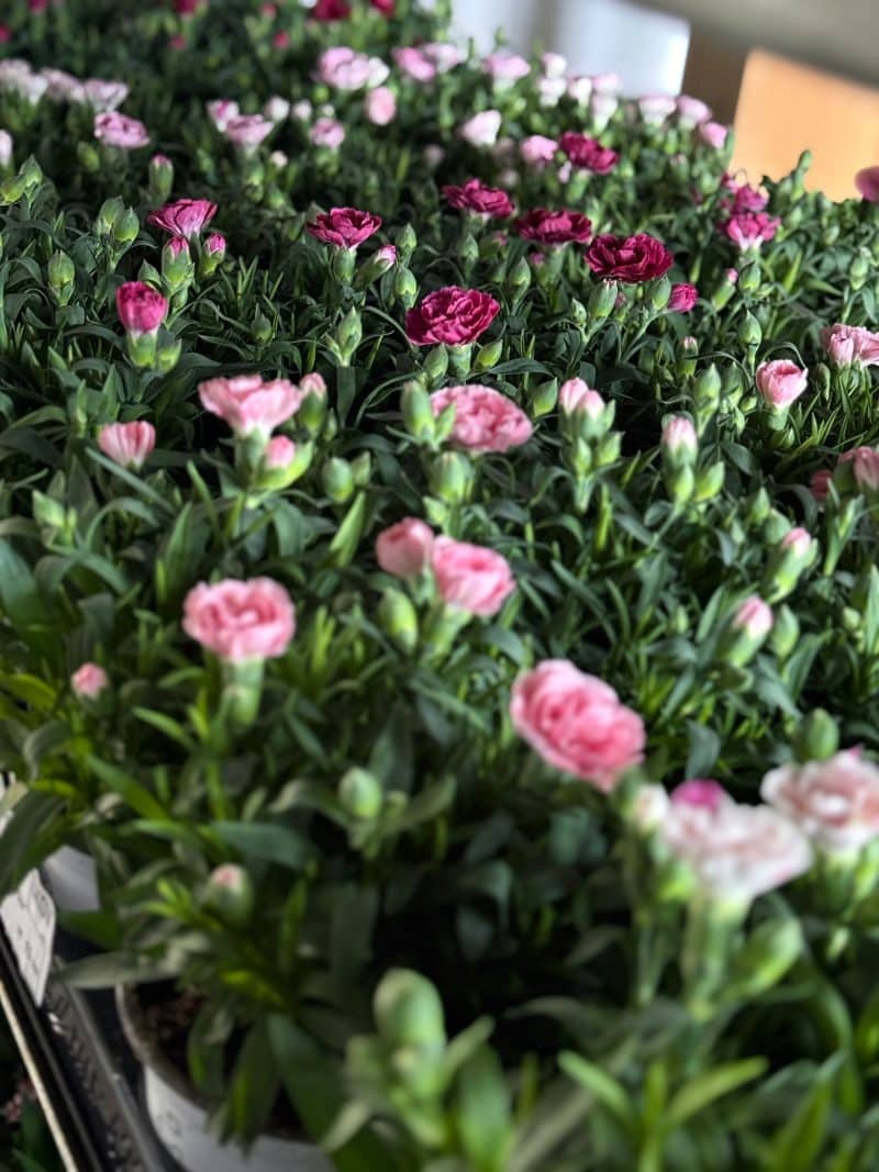 Dianthus- Szegfű (Oscar Pink) 10,5/20 cm NN