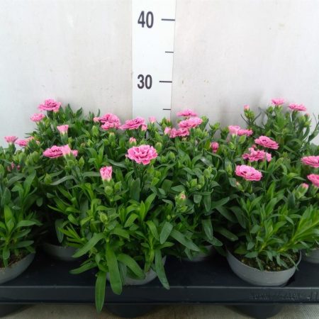 Dianthus- Szegfű (Oscar Pink Star) 10,5/20 cm