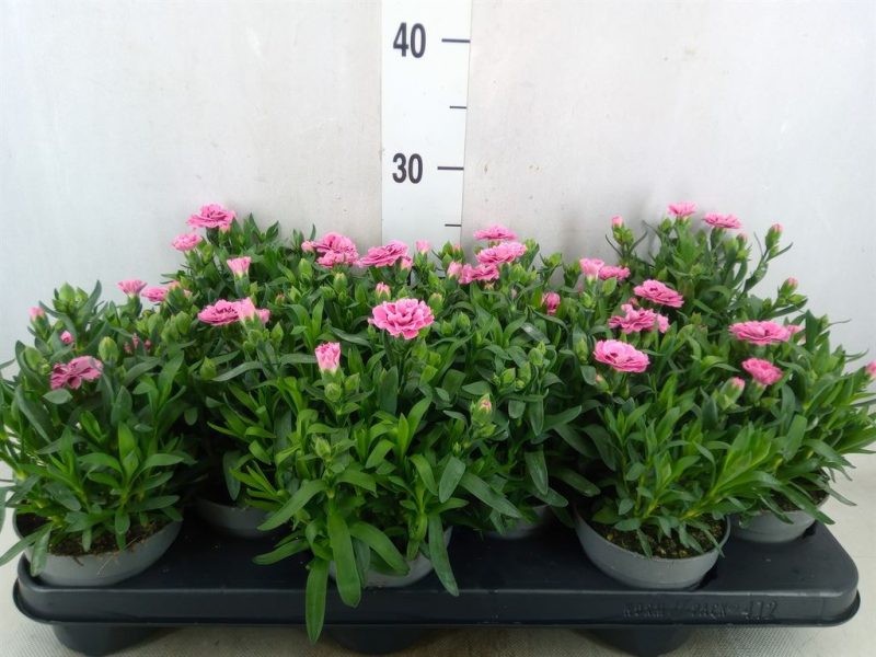 Dianthus- Szegfű (Oscar Pink Star) 10,5/20 cm