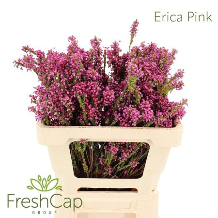 Erica corifolia- 50cm