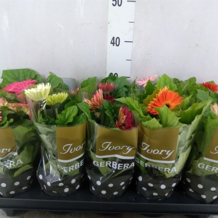 Gerbera (Ivory Mix) 9/25cm