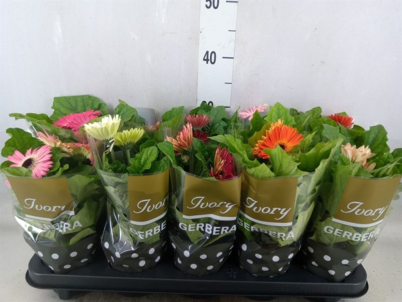 Gerbera (Ivory Mix) 9/25cm
