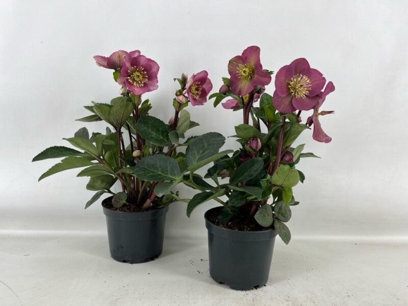 Helleborus Orientalis- Keleti hunyor (Red Princess) 13/35cm