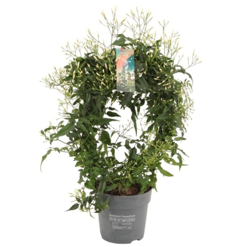 Jasmin Polyanthum- Sokvirágú Jázmin (White) 12/40cm NN