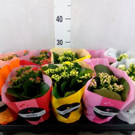 Korallvirág (Rosebud Mix) 11/24cm