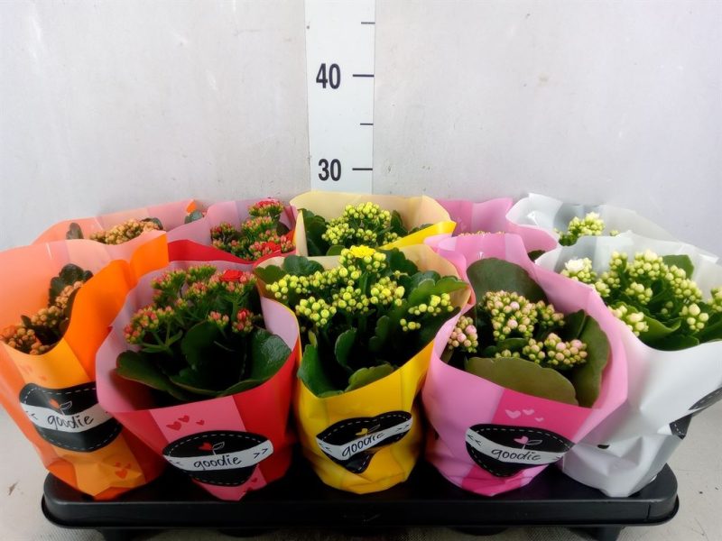Korallvirág (Rosebud Mix) 11/24cm