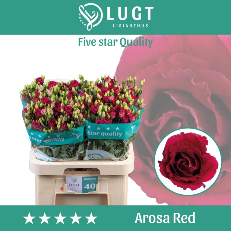 Rózsaszín Lisianthus (Double Arosa Red) 70cm