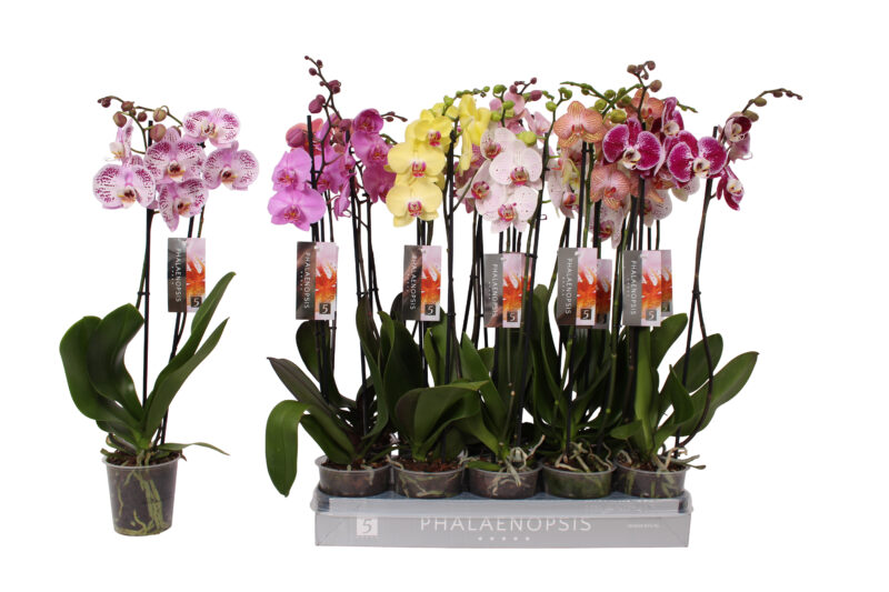 Phalaenopsis- Orchidea (Mix- 3 ágú 7colour) 12/60cm