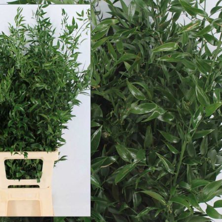 Ruscus Aculeatus- 90 cm