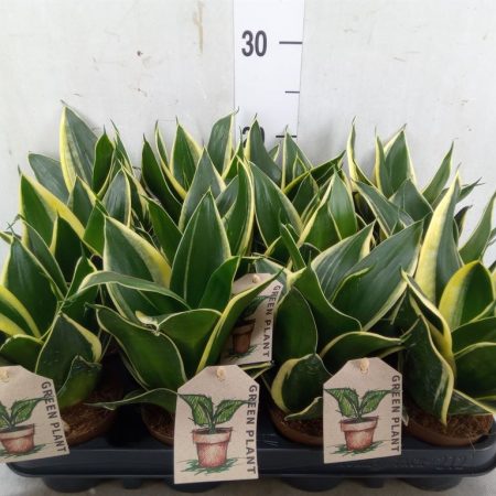 Sansevieria trifasciata- Anyósnyelv (Pagoda Hahnii) 9/17cm