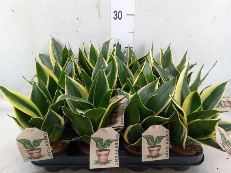 Sansevieria trifasciata- Anyósnyelv (Pagoda Hahnii) 9/17cm
