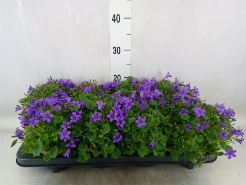 Campanula- Harangvirág (Porto) -Lila 11/17cm NN