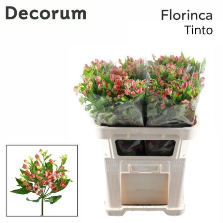 Alstroemeria (Flor Tinto) 70cm