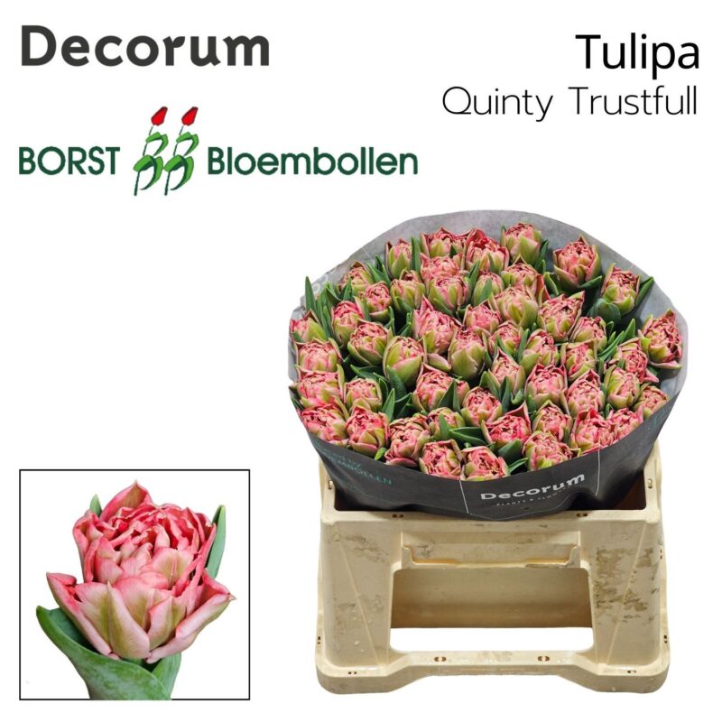 Rózsaszín Tulipán (DU Quinty Trustfull) 34 cm NN