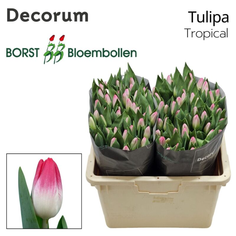 Rózsaszín/Fehér Tulipán (EN Trigger) 42 cm NN