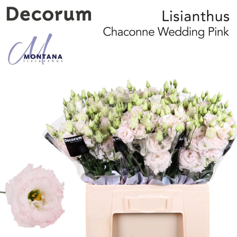 Pasztell Lisianthus (Double Chaconne Wedding Pink) 60 cm