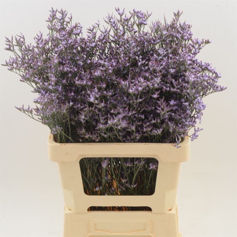 Lila Limonium- Sóvirág (Safora Lilac) 60cm