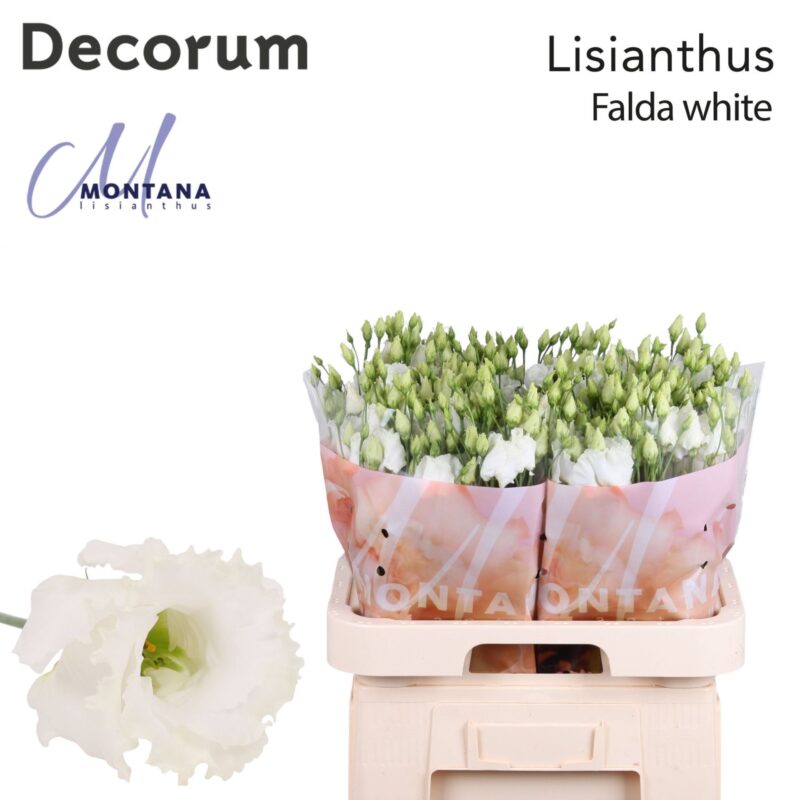 Barack Lisianthus (EN Falda White) 70cm