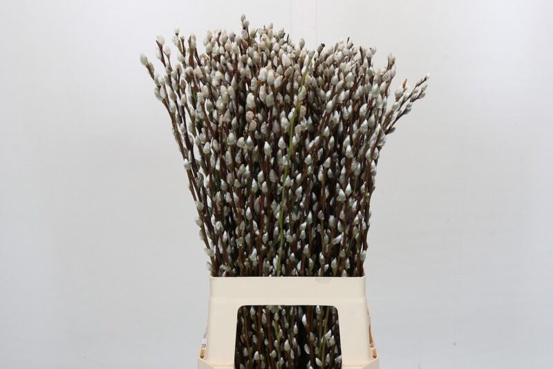 Salix Caprea- Barka (Snow Flake) 70cm