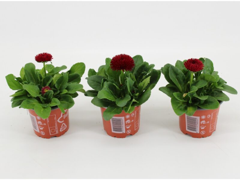 Bellis perennis- Százszorszép (Roggli Red) 10,5/15cm NN