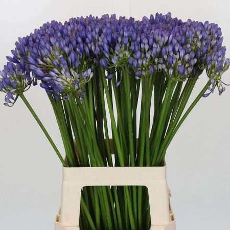 Agapanthus- Szerelemvirág (Atlantic Ocean) 70cm