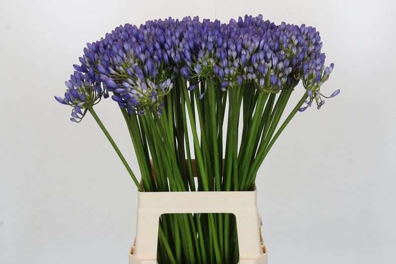 Agapanthus- Szerelemvirág (Atlantic Ocean) 70cm