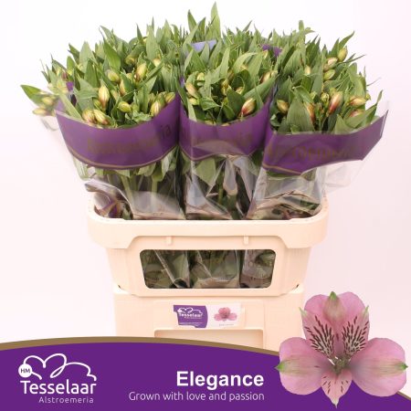 Alstroemeria (Elegance)- Rózsaszín 75cm/70g