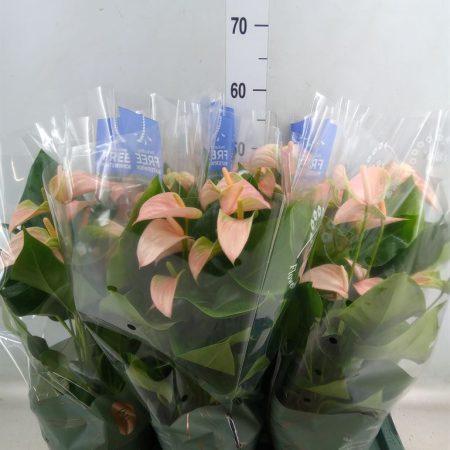 Anthurium- Flamingó (Joli Peach) 17/50cm