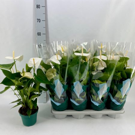 Anthurium- Flamingó (Samora) 14/50cm