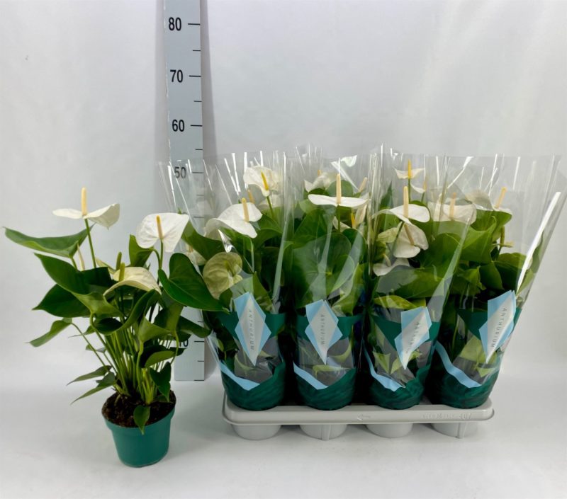 Anthurium- Flamingó (Samora) 14/50cm